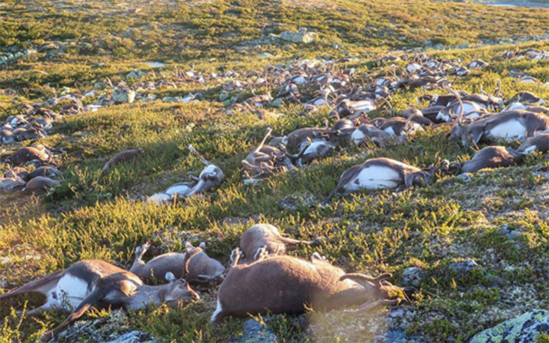 323 con Tuần lộc đã bị sét đánh chết trong một cơn bão quét qua vùng cao nguyên Hardangervidda, Na Uy